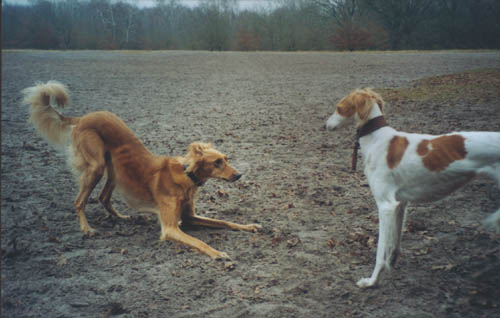 copyright G.Schlumbaum