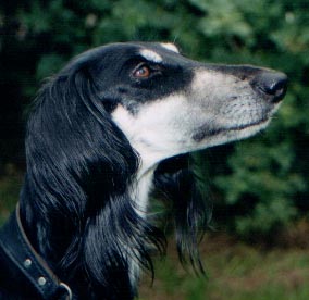 copyright G.Schlumbaum