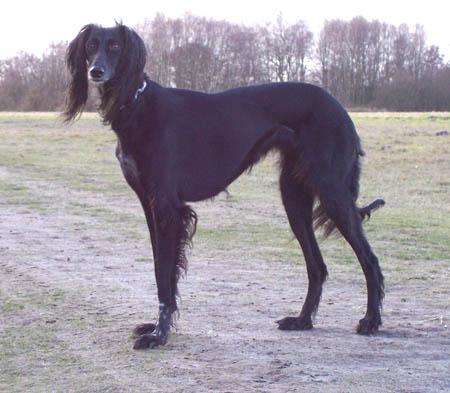 Aresu 2005-02-14