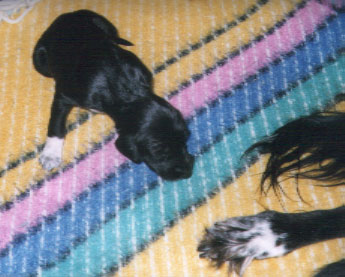 copyright G.Schlumbaum