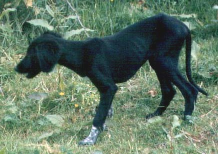 copyright G.Schlumbaum