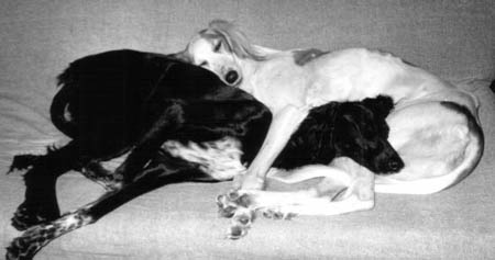 copyright G.Schlumbaum