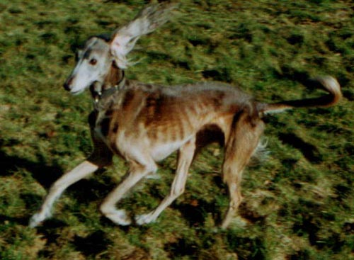 Necabet im Februar 2002