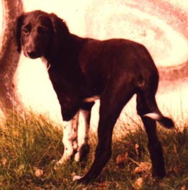 Arifi