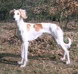 copyright G.Schlumbaum