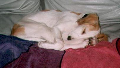 copyright G.Schlumbaum