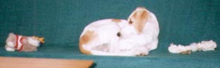 copyright G.Schlumbaum