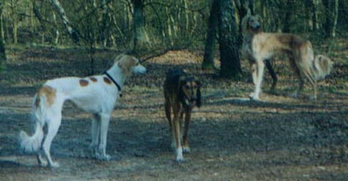 copyright G.Schlumbaum