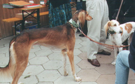 copyright G.Schlumbaum